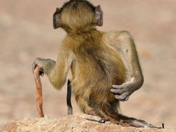 Foto Lucu Hewan dalam Comedy Wildlife Photography Awards