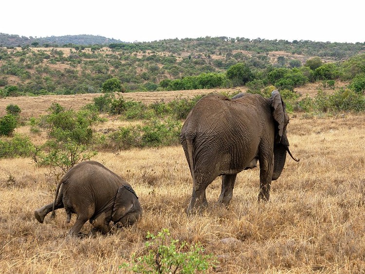 Comedy Wildlife Photography Awards 2020 Comedy Wildlife Photography Awards 2020