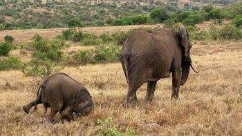 Eh aduh, bayi gajahnya kepeleset. Foto: Tim Hearn/Comedy Wildlife Photography Awards