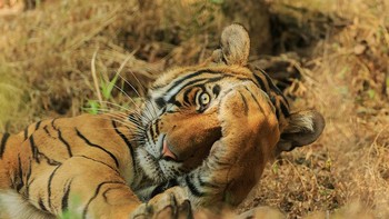 Harimau ini lagi main petak umpet sama fotografer. Foto: Jagdeep Rajput/Comedy Wildlife Photography Awards