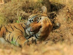 Foto Lucu Hewan dalam Comedy Wildlife Photography Awards