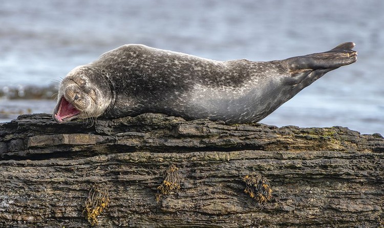 Comedy Wildlife Photography Awards 2020 Comedy Wildlife Photography Awards 2020