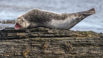 Hahaha. Foto: Ken Crossan/Comedy Wildlife Photography Awards