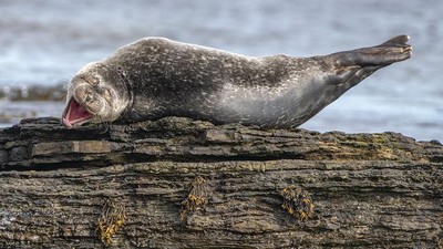 Foto Lucu Hewan dalam Comedy Wildlife Photography Awards