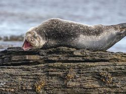 Foto Lucu Hewan dalam Comedy Wildlife Photography Awards