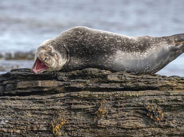 Foto Lucu Hewan dalam Comedy Wildlife Photography Awards