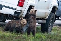 Comedy Wildlife Photography Awards 2020