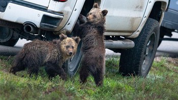Dua anak beruang lagi memperbaiki ban mobil. Foto: Kay Kotzian/Comedy Wildlife Photography Awards
