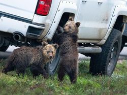 Foto Lucu Hewan dalam Comedy Wildlife Photography Awards