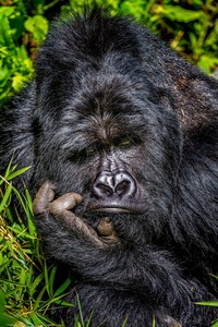 Comedy Wildlife Photography Awards 2020