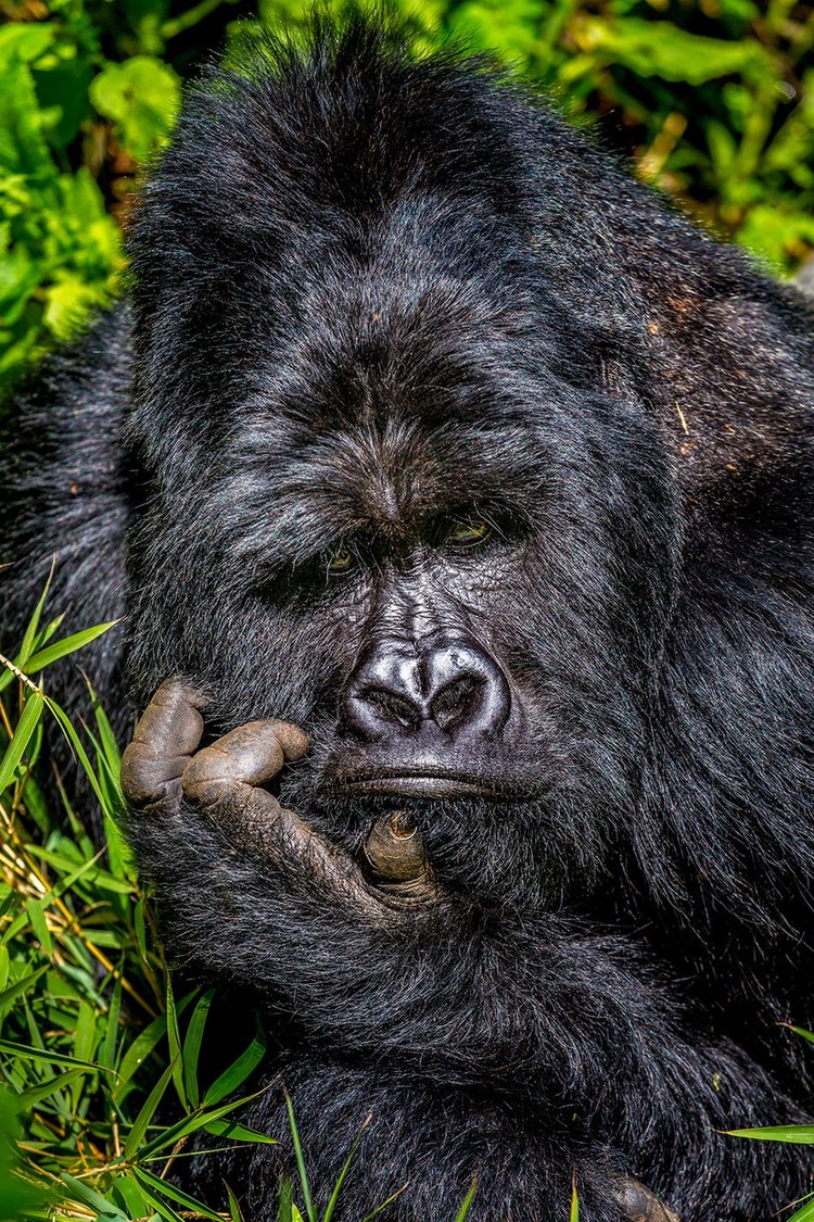 Comedy Wildlife Photography Awards 2020 Comedy Wildlife Photography Awards 2020