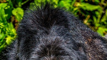 Lagi mikir apa ya gorillanya? Foto: Marcus Westberg/Comedy Wildlife Photography Awards