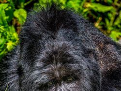 Foto Lucu Hewan dalam Comedy Wildlife Photography Awards