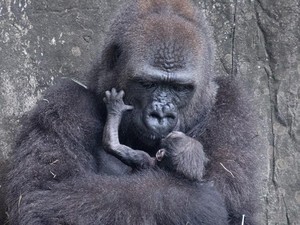 Sedih, Bayi Gorila yang Terancam Punah Mati di Usia 6 Hari