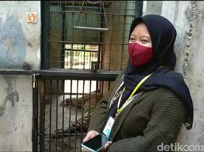 harimau maharani zoo