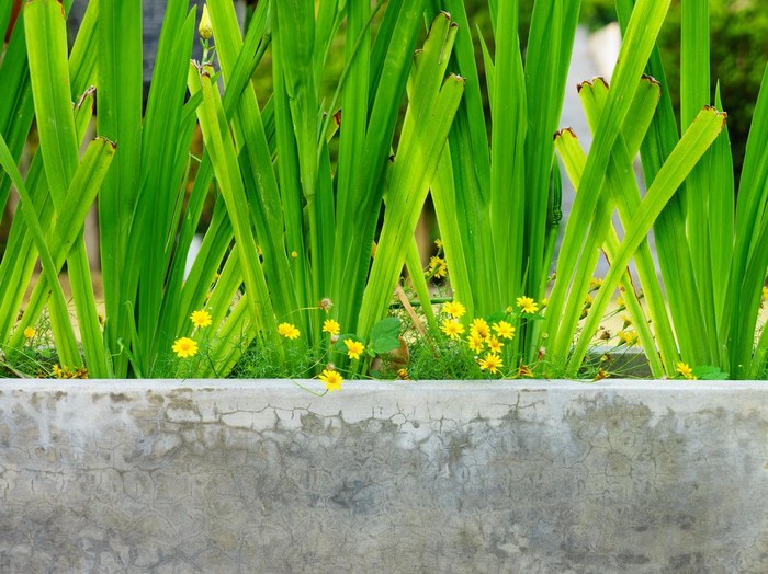 It is a tropical plant and commonly known as Fragrant pandan