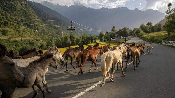 Pesona Kashmir di Balik Pegunungan Himalaya