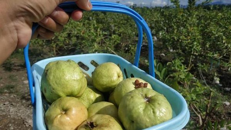 Kebun Jambu di Pidie Aceh Kebun Jambu di Pidie Aceh