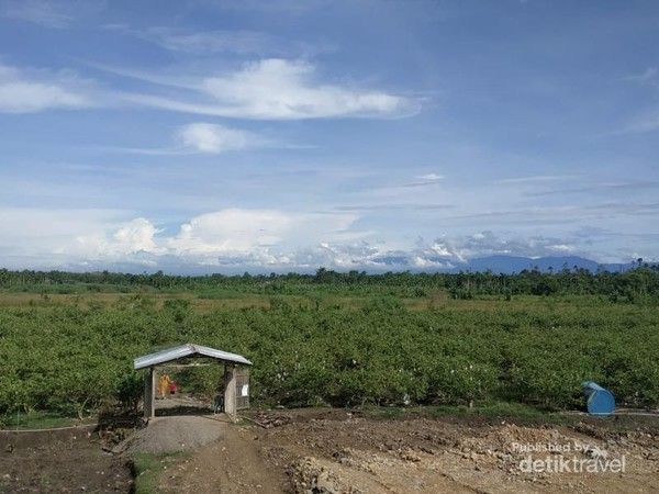 Kebun Jambu di Pidie Aceh