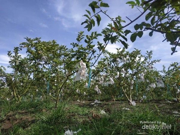 Kebun Jambu di Pidie Aceh