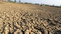 Seorang anak bermain di areal lahan tambak ikan yang mengering di Desa Pabean Udik, Indramayu, Jawa Barat, Kamis (10/9/2020).