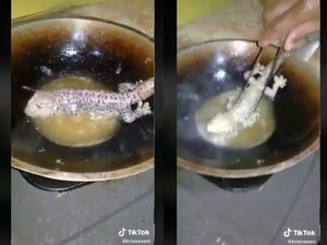 Viral Netizen Makan Tokek Goreng Utuh, Apakah Aman dan Halal?