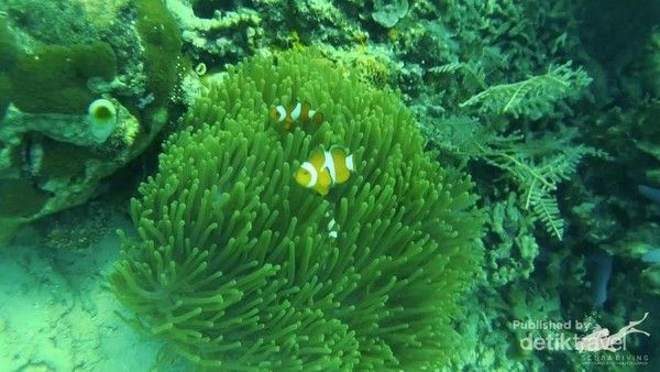 Pulau Hari Sulawesi Tenggara