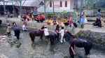 Ritual Memandikan Kuda Tiap Jumat Kliwon di Sungai Surakatiga
