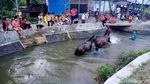 Ritual Memandikan Kuda Tiap Jumat Kliwon di Sungai Surakatiga