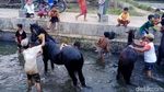 Ritual Memandikan Kuda Tiap Jumat Kliwon di Sungai Surakatiga