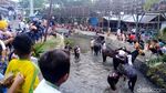 Ritual Memandikan Kuda Tiap Jumat Kliwon di Sungai Surakatiga