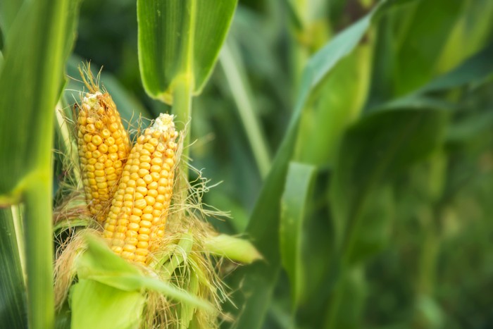 corn,plant,agriculturecorn,plant,agriculture