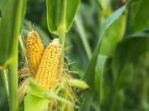 Mengenal Palawija: Manfaat, Jenis, dan Contoh Tanaman