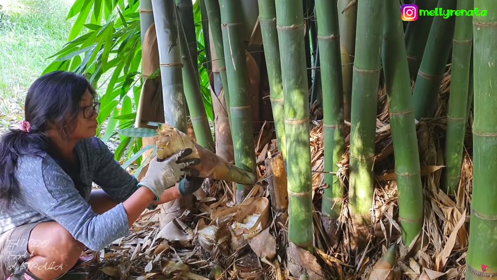 Tinggal di Australia, Emak Indonesia Ini Panen Ubi hingga Daun Singkong