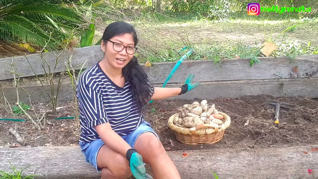 Tinggal di Australia, Emak Indonesia Ini Panen Ubi hingga Daun Singkong