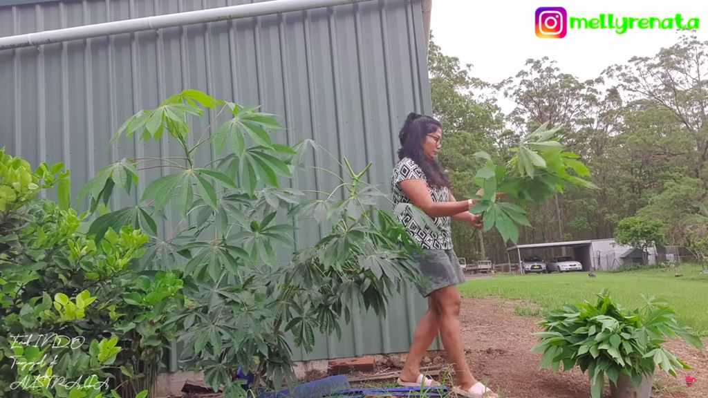 Tinggal di Australia, Emak Indonesia Ini Panen Ubi hingga Daun Singkong