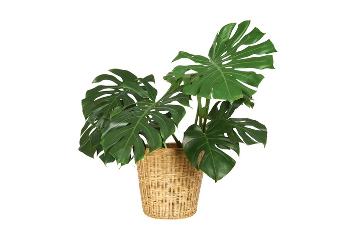 Tanaman Monstera
