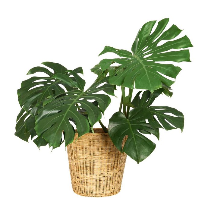 Tanaman Monstera