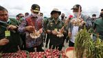Begini Penampakan Calon Lumbung Pangan di Sumut