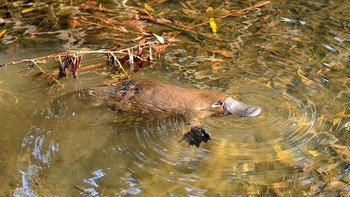 Platypus adalah salah satu dari beberapa mamalia bertelur. Setelah masa kehamilan sekitar 28 hari, betina menggali liang dan menyimpannya di sana. Dia kemudian mengerami selama 10 hari sampai menetas. Platipus muda kemudian meminum susu induknya selama sekitar 3 atau 4 bulan sebelum meninggalkan liang untuk mencari makanan. Foto: Brightside