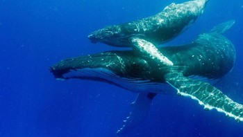 Masa kehamilan paus bungkuk sekitar 11 bulan, dan anaknya dapat berukuran hingga 4 meter dan berat hingga 1,5 ton. Segera setelah lahir, sang anak sudah lincah berenang. Mereka diharapkan menemani ibunya dalam perjalanan sejauh 3.000 mil untuk mencari makanan hanya dalam 6 minggu setelah dilahirkan. Foto: Brightside