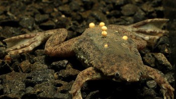 Suriname Toad adalah amfibi mirip daun yang hidup di hutan Amerika Selatan. Untuk bereproduksi, katak jantan menyimpan telur yang telah dibuahi di punggung betina. Setelah beberapa saat, kulit betina tumbuh untuk menutupi telur tersebut. Foto: Brightside