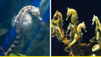Pejantan kuda laut membuahi, mengerami telurnya dan melahirkan banyak kuda laut kecil. Jadi saat kamu melihat kuda laut hamil, itu adalah kuda laut jantan. Foto: Brightside