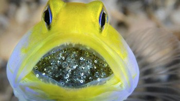 Cichlid adalah salah satu keluarga ikan vertebrata terbesar di dunia. Banyak spesies mereka menyimpan telurnya di mulut untuk memastikan mereka memiliki peluang lebih besar untuk bertahan hidup. Foto: Brightside