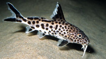 Synodontis multipunctatus atau multipunk memiliki kemampuan luar biasa untuk menyembunyikan telur. Setelah bertelur, sang betina kemudian memakannya. Foto: Brightside
