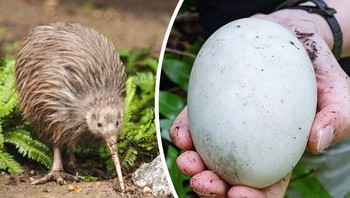 Dilansir dari laman Brightside, rata-rata telur kiwi memiliki berat 15% dari berat badan betina, bahkan bisa mencapai 20%. Anehnya jantan yang bertugas mengerami telur dan bukan betina. Foto: Brightside