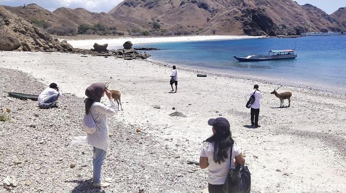 pulau padar ramai turis
