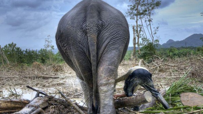 Satwa liar berada di bawah tekanan dari hilangnya habitat, termasuk deforestasi