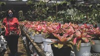 Kawasan Taman Anggrek Ragunan ini selalui dipadati warga pada akhir pekan untuk mencari tanaman hias.