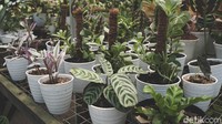 Berbagai macam tanaman hias pun bisa didapati di tempat ini.